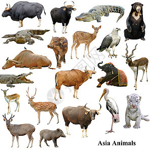 在白色背景上孤立的亚洲动物收集 Name图片