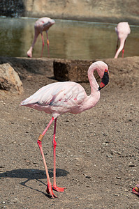 美丽的粉红火烈鸟野生动物荒野粉色情调动物园池塘动物群日光鸟类公园图片