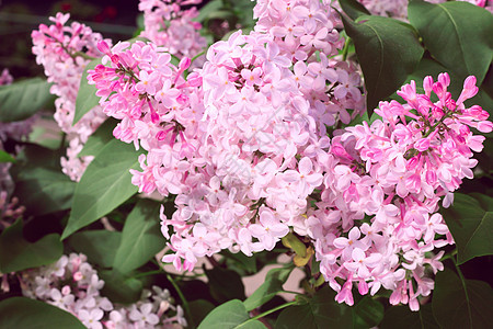 粉粉花紫色植物季节叶子粉色衬套绿色植物群花园图片
