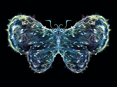 蝴蝶幻象翅膀触角装饰品花园生物学想像力眼睛动物航班创造力图片
