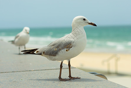 海鸥海洋微笑蓝色白色海岸海滩图片
