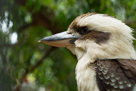 Kookaburra 光谱衬套绿色背景图片