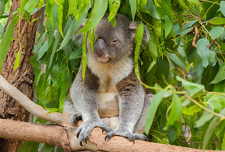 Koala坐在树上动物绿色红色小袋妈妈婴儿微笑野生动物灌木丛地区图片