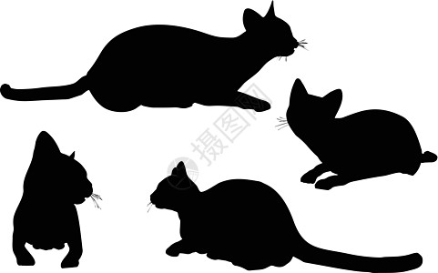 猫集合矢量 silhouett小猫阴影夹子插图收藏宠物动物绘画男性女性图片