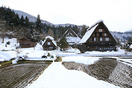 白川去村小屋松树遗产建筑地标茅草住宅白川世界遗产运河村庄图片