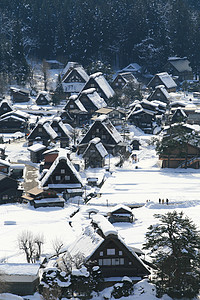 日本白川地村的景点茅草地标住宅建筑学白川村庄农场松树合掌建筑图片