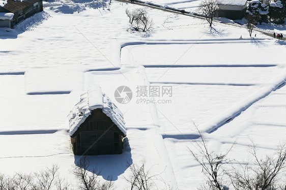 日本白川地村的景点建筑松树白川建筑学世界村庄遗产小屋历史地标图片