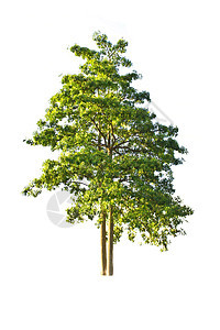 白色背景上的树分隔线木头孤独绿色植物森林团体花园生长绿色叶子植物图片