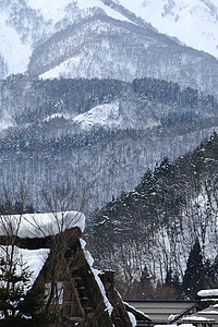 白川去村小屋合掌茅草运河白川住宅历史农场建筑松树房子图片