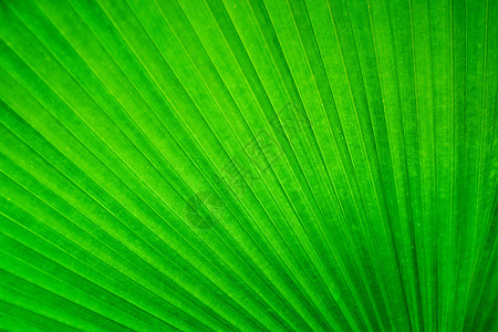 自然绿色棕榈叶的抽象图像活力背光花园森林植物学棕榈宏观热带条纹丛林图片