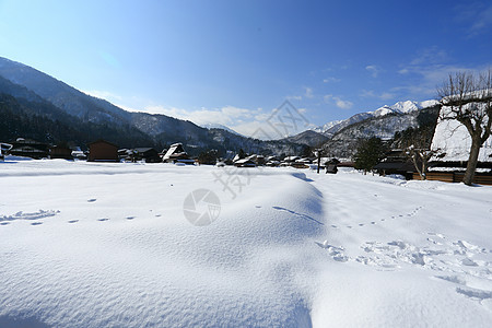 日本吉福白川戈白川松树房子地标建筑历史遗产合掌村庄农场图片