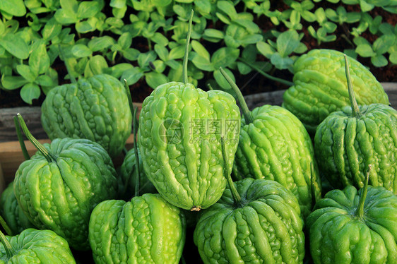 苦瓜团体市场美食苦瓜葫芦收成水果蔬菜生长饮食图片