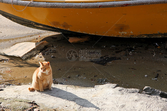 一只猫坐在一个荒凉的海湾里图片