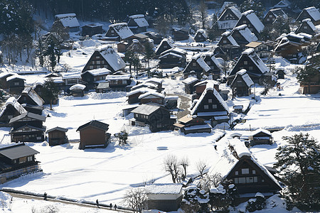 日本白川地村的景点遗产地标建筑松树茅草村庄农场小屋历史房子图片