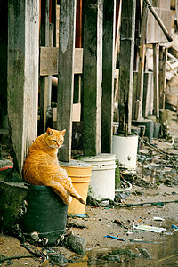 猫咪在一栋破烂的海湾中房子的地下室下面图片