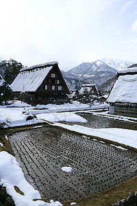 日本吉福白川戈房子运河世界遗产住宅农场遗产茅草松树合掌历史图片