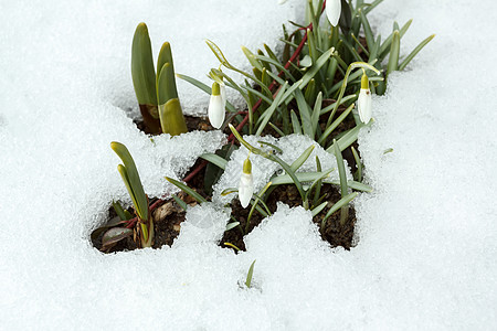 海菲尔德雪下春秋花开花进取心白色季节性植物植物群花店花瓣植被投标生命背景