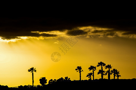 棕榈树农村阳光剪影日落旅行树木日出活动高棉语国家图片