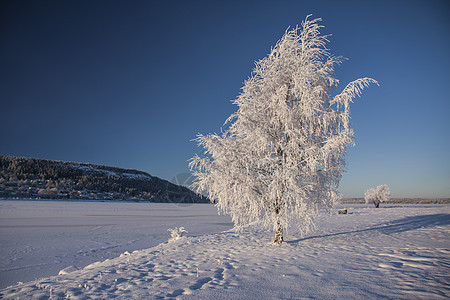 白雪树地平线荒野天气阳光土地假期天空农村森林蓝色图片