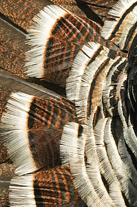 火鸡羽毛尾巴野生动物展示鹅毛笔家畜棕色头饰图片