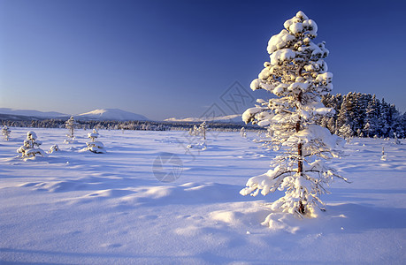 雪树地平线气候场景农村空气冻结太阳风景孤独假期图片