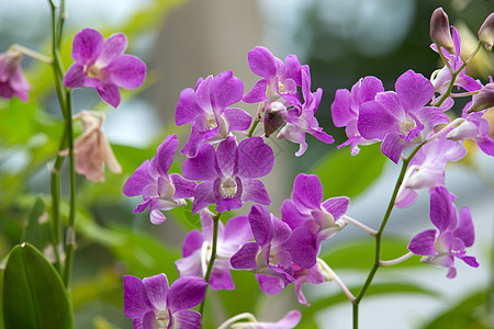 兰花花园生长宏观植物群叶子紫色情调花瓣植物脆弱性图片