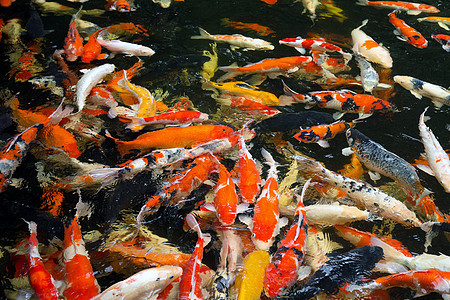 鱼游泳生物收成动物群食物生态橙子栖息地鲤鱼营养池塘图片