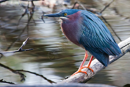 Green Heron(布托里迪斯活性病毒)粘在软软的原木上f图片