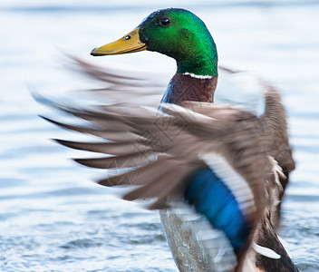 在池塘中摇摆翅膀的鸭子季节性伙伴棕色观鸟游泳公园羽毛荒野绿色动物图片