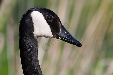 加拿大鹅肖像动物家畜鸟类湖泊农场人像池塘反思水平图片