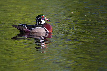 男性木材鸭游泳蹼状眼睛活力池塘木头棕色红色野生动物鸭子翅膀图片