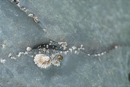 贝壳牌海滩海洋灰色白色岩石图片
