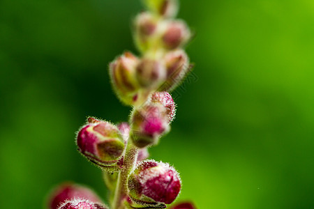 红野兰花雄蕊热带植物群情调花束雌蕊荒野温泉花园植物图片