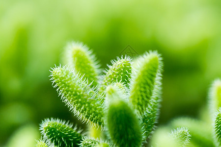 仙人掌特写脊柱异国植物学沙漠危险花园植物药品情调治愈图片