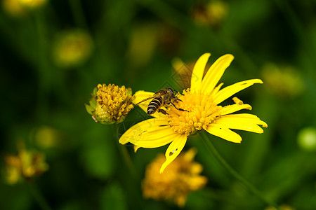 蜜蜂和菊花图片