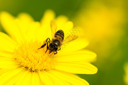 蜜蜂和菊花合起来图片