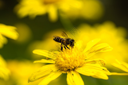蜜蜂和寒冷的三号图片