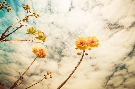 黄丝棉或科克洛皮花瓣植物学植物花朵花粉黄色丝棉气候图片