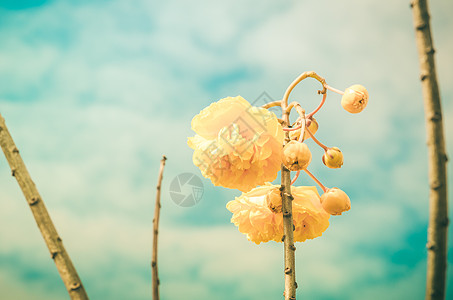 黄丝棉或科克洛皮植物丝棉花瓣气候植物学黄色花粉花朵图片