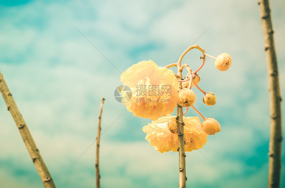 黄丝棉或科克洛皮植物丝棉花瓣气候植物学黄色花粉花朵图片