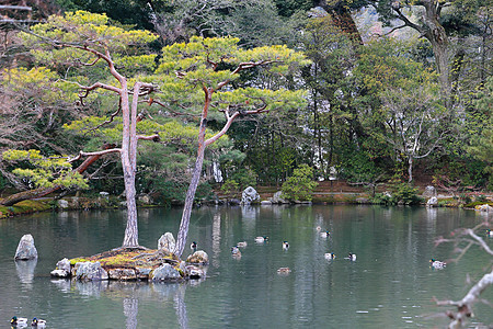 日本花园在著名的九角寺樱花旅游池塘花园观光文化反射宗教旅行公园图片