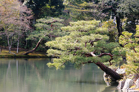 日本花园在著名的九角寺寺庙樱花松树旅游观光花园公园地标佛教徒反射图片