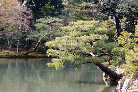 日本花园在著名的九角寺寺庙樱花松树旅游观光花园公园地标佛教徒反射图片