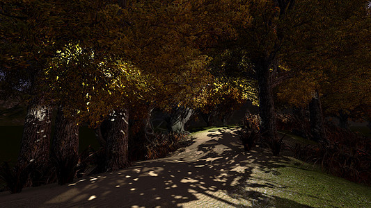 秋季森林水平场景阳光植物橙子风景树木黄色环境单车图片