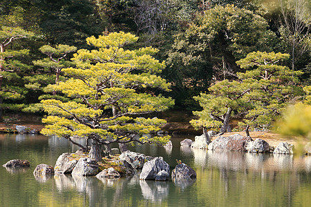 日本花园在著名的九角寺池塘佛教徒观光樱花寺庙反射旅游矮人公园地标图片