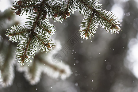 覆有雪雪的斯普鲁斯树枝水晶森林植物天气枝条宏观云杉季节蓝色针叶图片