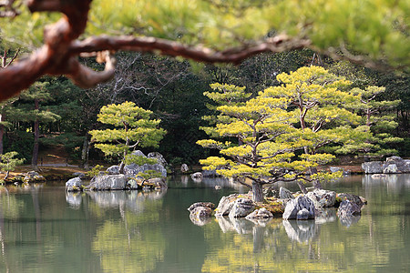 日本花园在著名的九角寺樱花花园松树旅行文化宗教佛教徒公园寺庙池塘图片