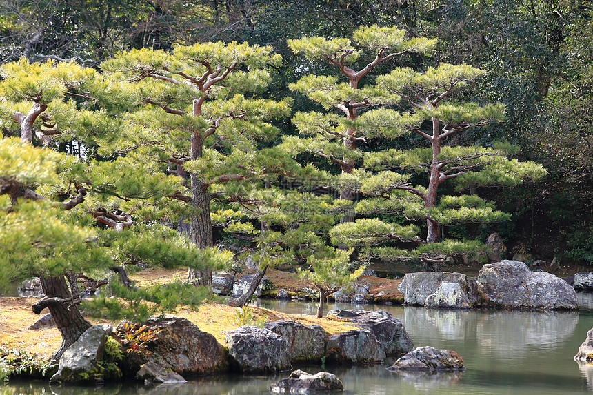 日本花园在著名的九角寺池塘佛教徒矮人樱花地标公园松树宗教花园反射图片