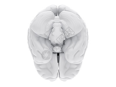 3D人脑外科心理思考插图卫生手术生物学裂片分层头脑图片