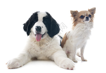 陆地小狗和吉华人白色犬类地主动物黑色棕色工作室宠物图片